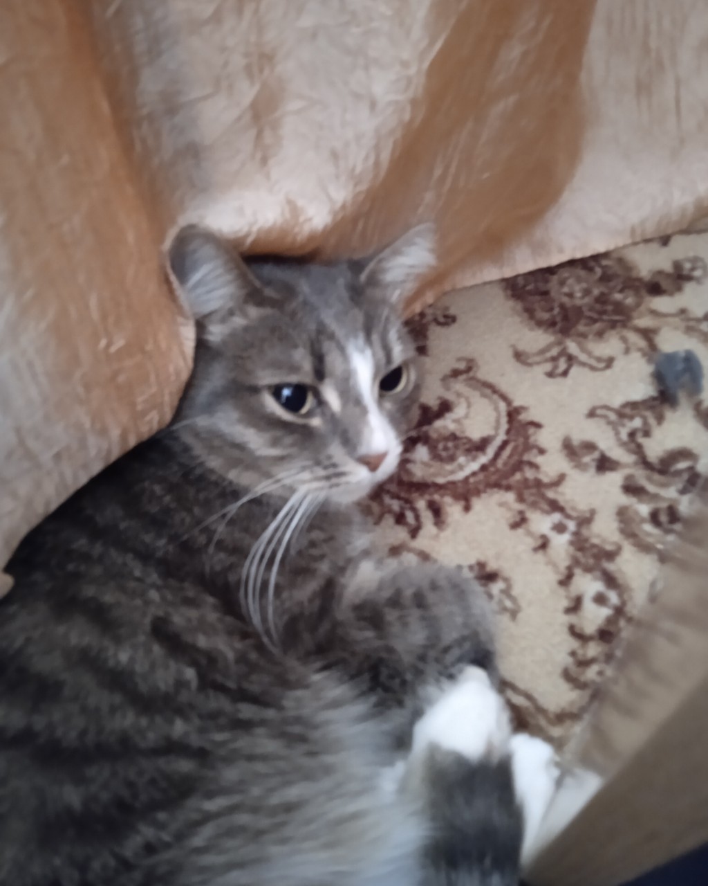 #сима #кошка