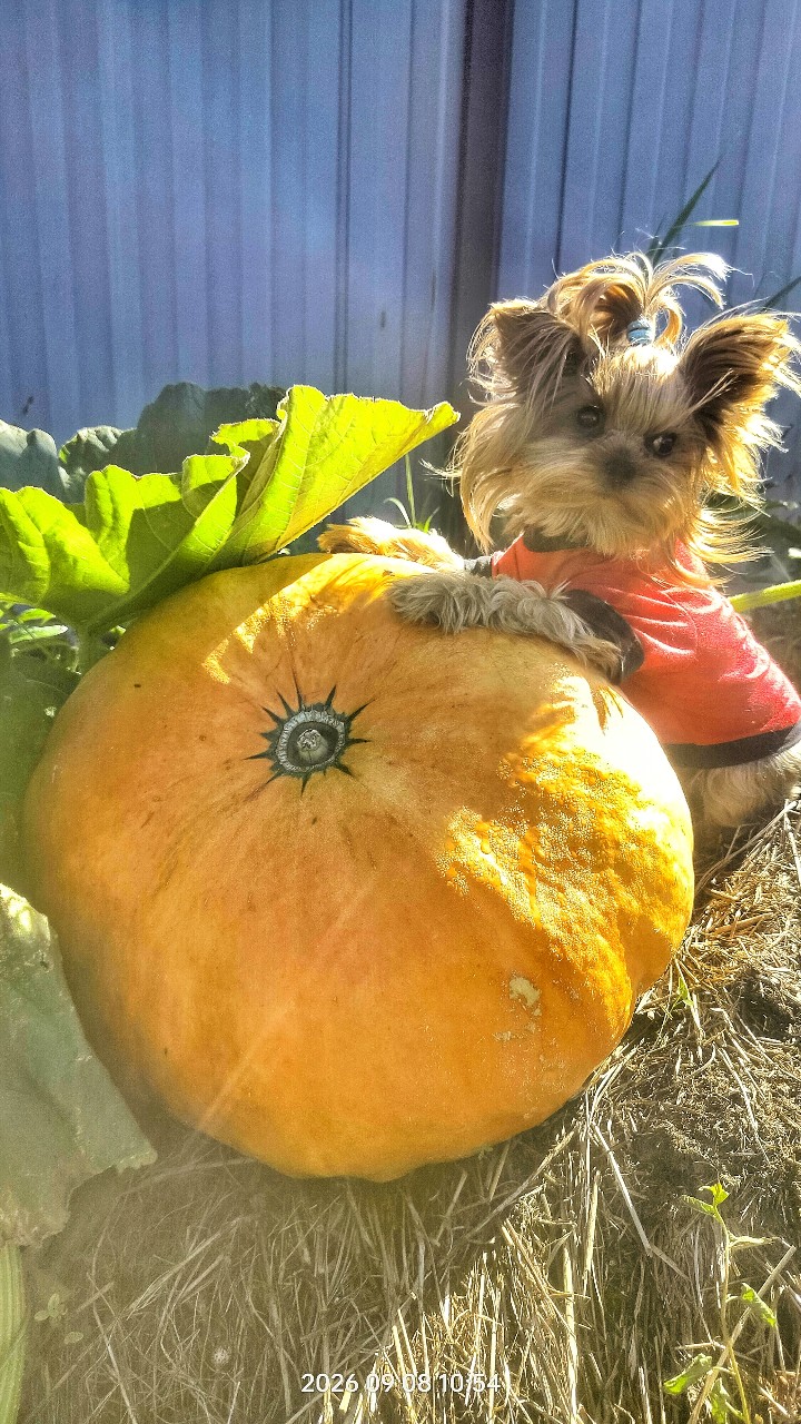 Vladova_T в LOOKY — Мои собаки и тыква (дачные зарисовки)  #dogs #тыква #йоркита