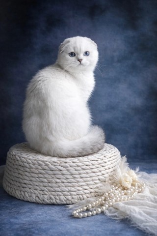 angelika harina в LOOKY. . Скоттиш фолд ns1133
...
