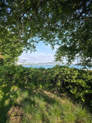 denis.nvrsk в LOOKY. #green,#summe,#sea,#лето,#море,#геленджик,#природа. [#naturephotography ...