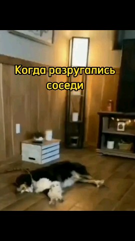 Смешные видео в LOOKY. #любовь,#мило,#смешно,#смех,#умора,#юмор,#ржака,#смешноевидео,#смешное_видео,#видео,#топвидео,#прикол,#приколы,#ржунемогу,#ржач,#шутка,#шутки,#позитив,#топ,#лучшее,#весело,#веселье,#животные,#питомцы,#котики,#котик,#собачки,#собачка,#милашки,#милота,#новогоднее_настроение,#милоисмешно,#мило_и_смешно,#кот,#кошка,#котэ,#смешныеживотные,#смешные_животные,#милыеживотные,#милые_животные,#милыепитомцы,#милые_питомцы,#домашниепитомцы,#домашние_питомцы,#домашниеживотные,#домашние_животные,#собакен,#собака,#пес,#угар,#угарно,#тренд,#втренде,#подборка,#рекомендация,#рекомендации,#доброеутро,#времялюбви,#looky,#lookylove,#cats,#cat,#dogs,#dog. 🐸🐸🐸






#любовь...