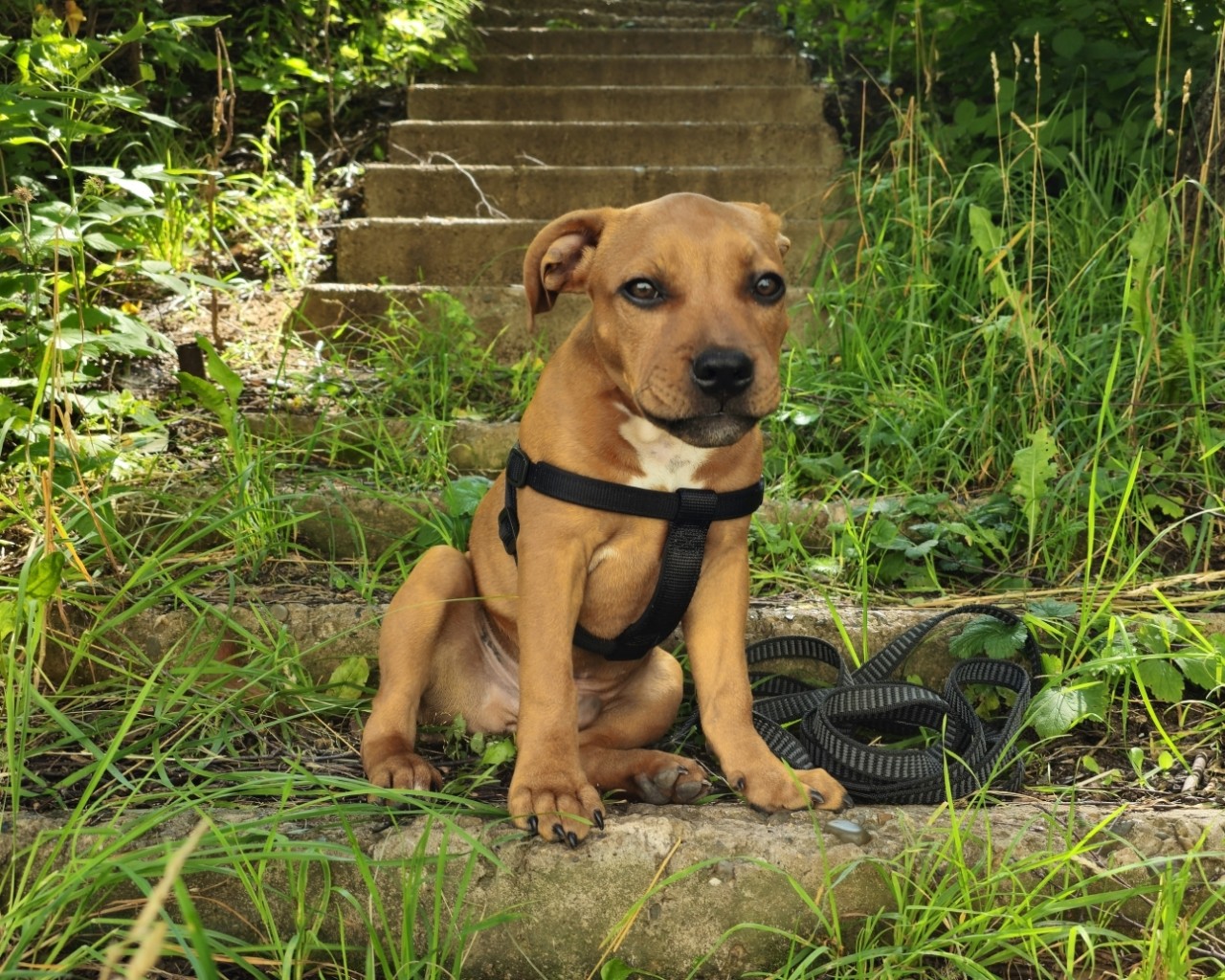 BuchTheStaffy in LOOKY