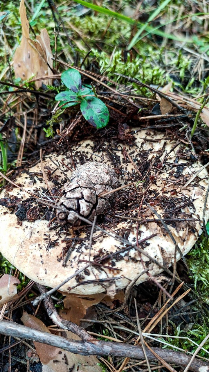 Грибочки 🍄🍄🍄
