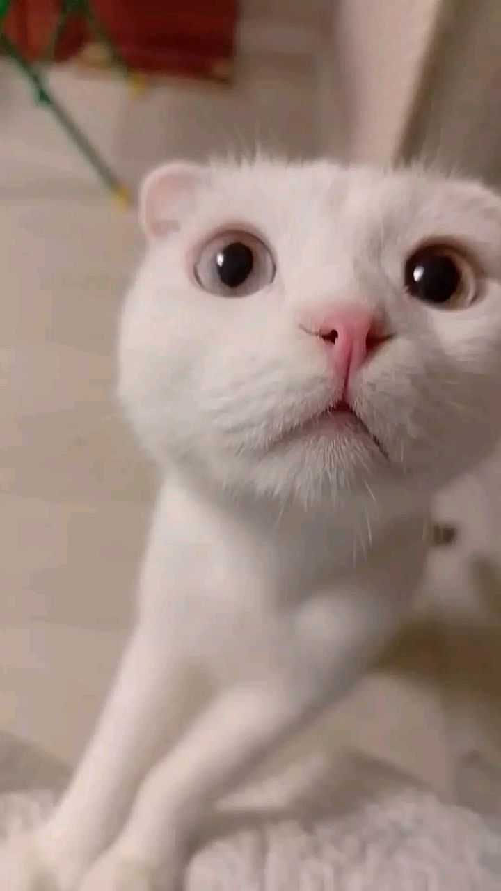 Elena_kaft в LOOKY. . 