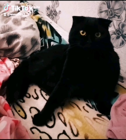 blohinaa2 в LOOKY. . Мой котик