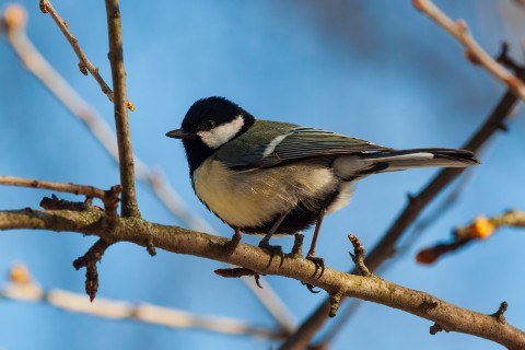 АлександрРомашов в LOOKY. . [#birds ](birds)[#bi...