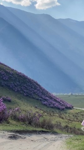  в LOOKY — Цветение моральника на Алтае!