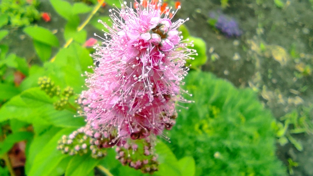 Flower 2