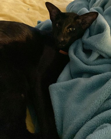 Поля в LOOKY. . Семён🩵🐈‍⬛