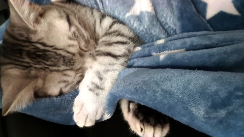 Looky_1706102258017 в LOOKY. . Мой кот спит, а я се...