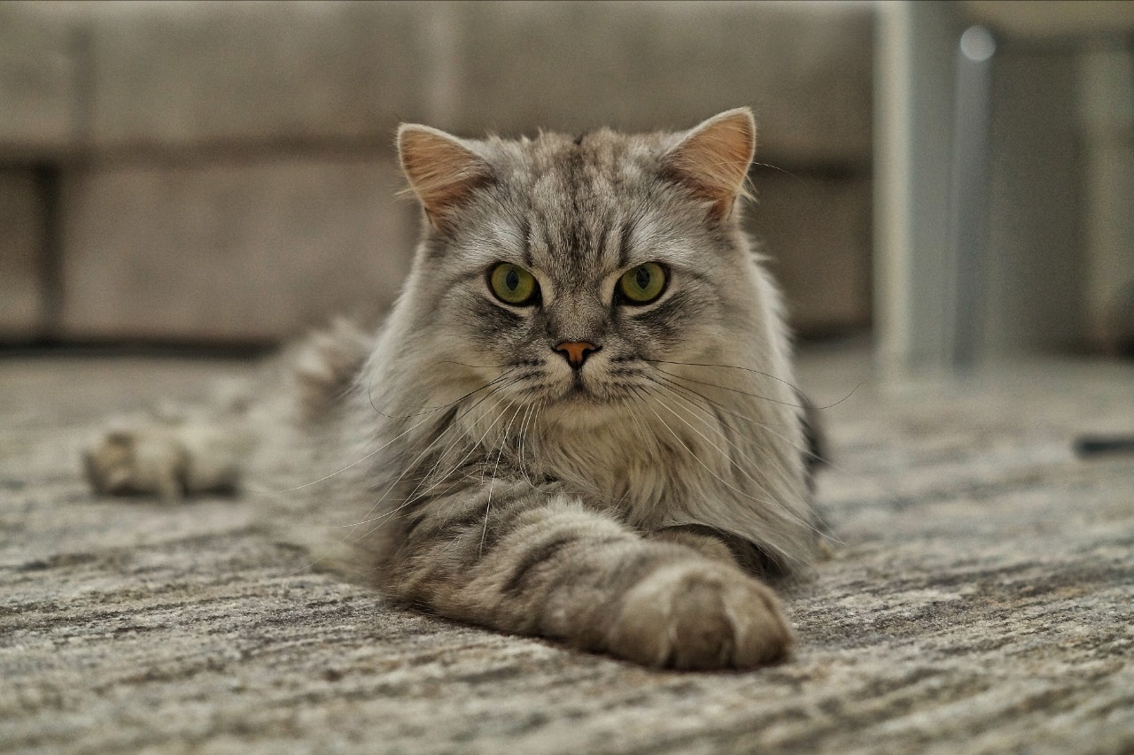 darenka_little в LOOKY. #котики,#cats,#ilovemycat,#lovecats,#nature,#instacat,#kitty,#animals,#коты #кот #cat #catsofinstagram #кошка #кошки #котята #котик #котэ #catstagram #котенок #животные #catlover #catlovers #instacat #инстакот #котя #котятки #catlife #catoftheday #cats_of_instagram. Брутальный парень 
#...