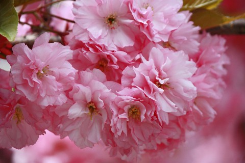 IrinaCh в LOOKY. #жизнь,#врозовомцвете. La Vie en rose
#жизн...