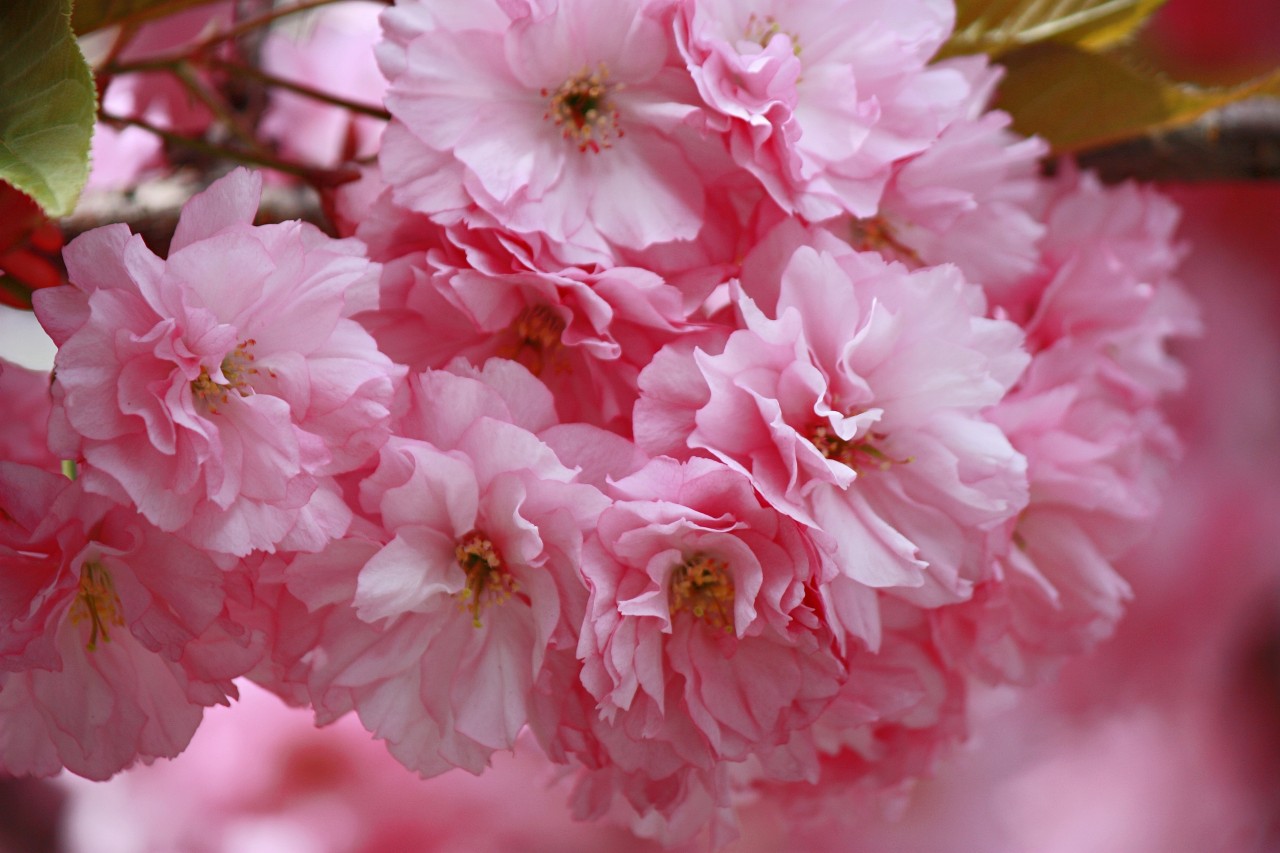 Mia insulo в LOOKY. #врозовомцвете. La Vie en rose
#жизн...