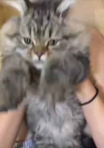 Looky_1694464086841 в LOOKY. #котик. #котик экстрасенс да...