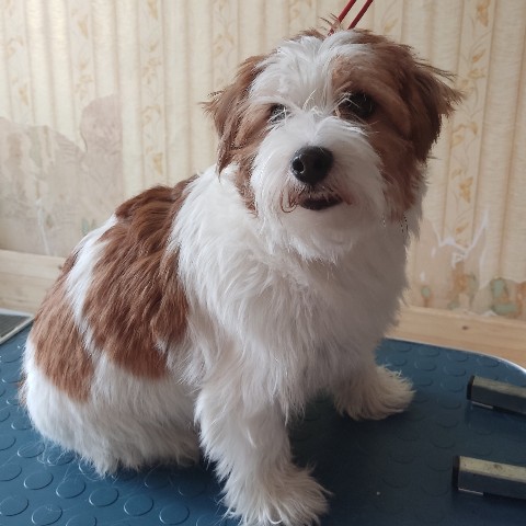 allegro_diavoletto_kennel в LOOKY. . Было / стало 
Ириска...