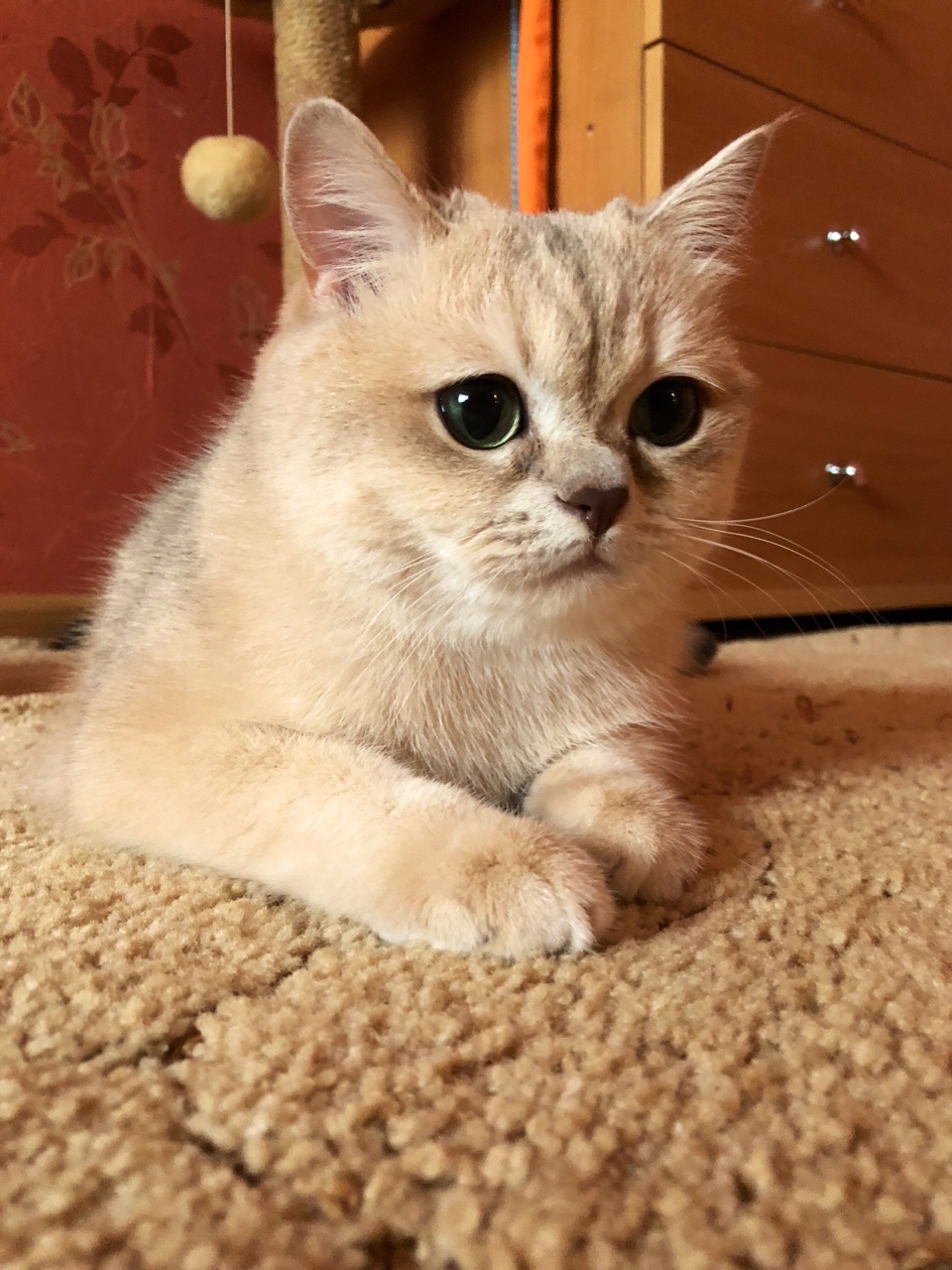 KENT37 Britanec Ивановский в LOOKY — Взгляд 👀 мы Вас видим 😎😎😎🐾🐾🐾🐾🐈🐈🐈