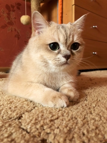 KENT37 Britanec Ивановский в LOOKY. . Взгляд 👀 мы Вас вид...