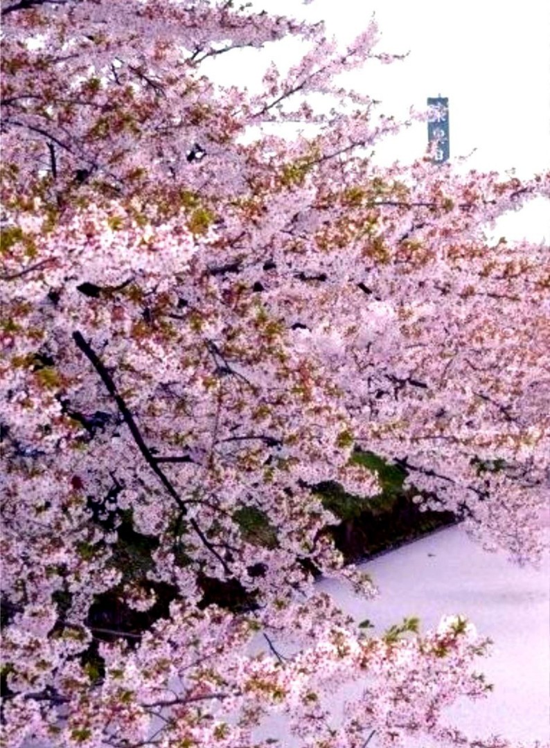 Река в Токио, заполненная лепестками сакуры.🌸