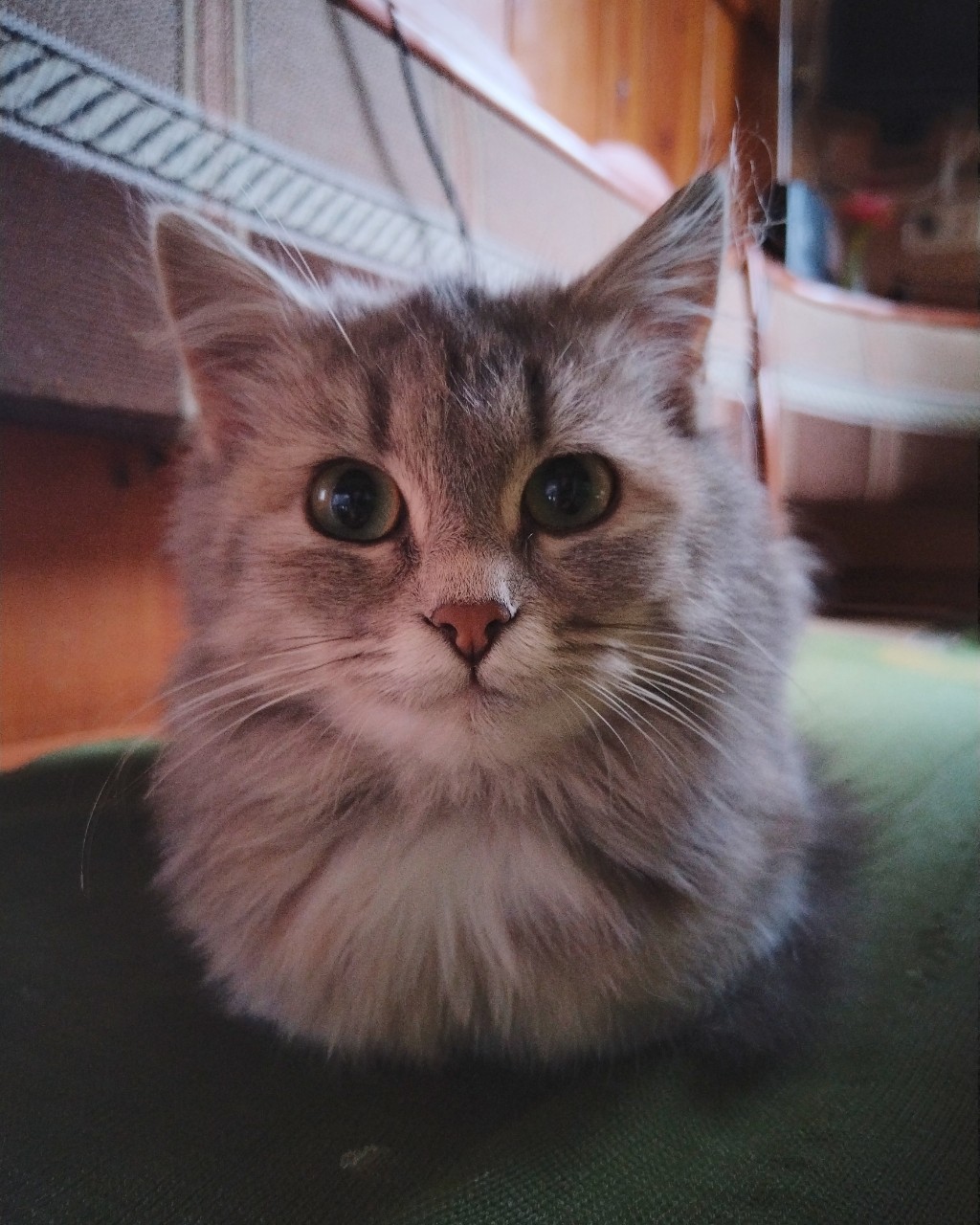 [#cats ](cats)[#cat ](cat)[#catlife ](catlife)