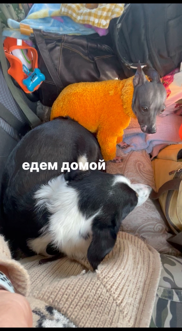 Looky_175848086136299 в LOOKY. #агт,#голаясобака,#Изидог,#izi_dog,#aht. Едем домой на машине...