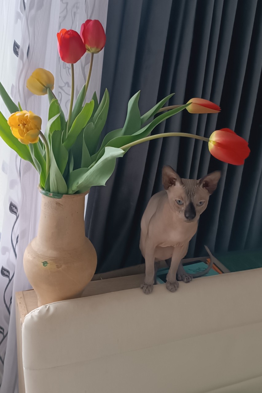 Елена в LOOKY. #суперсфинкс,#кот,#котики. Юпитери цветы #супер...