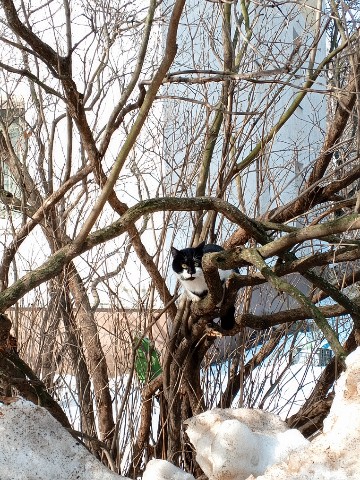 Looky_177272493231890 в LOOKY. #кот,#кошка. Уличный котик
#кот #...