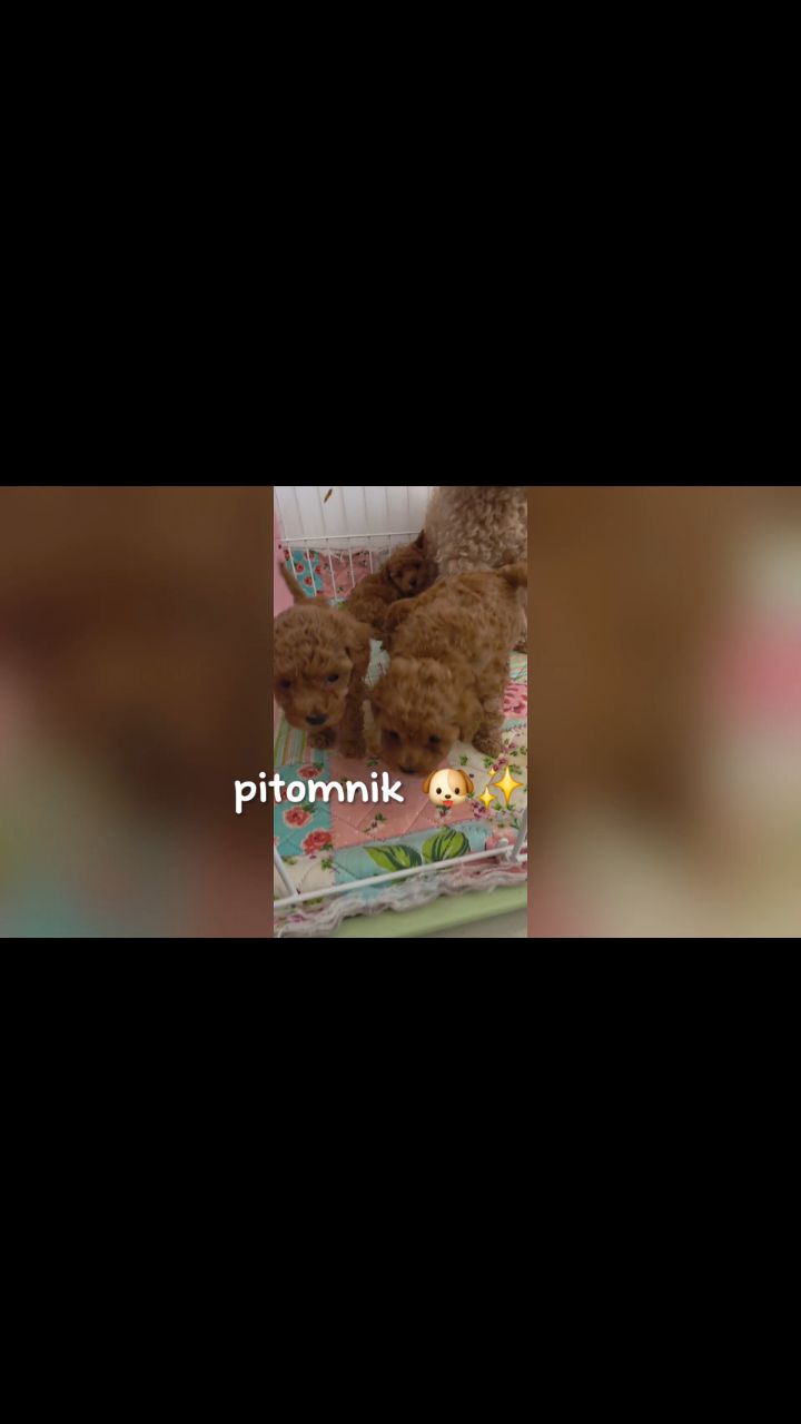 pitomnikmoscow в LOOKY. . др. 16 мая забирать ...