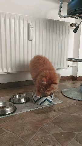 Simba в LOOKY. #meinkun,#котенок_симба,#симба,#simba. Как же я люблю воду ...