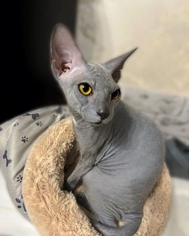 Looky_1693811126390 в LOOKY. #мыизкотограма,#котики,#кошка,#красота,#прикол,#СфинксыЧудоИзЧудес,#сфинкс,#питомцы,#beauty,#cat,#sphynxcat,#sphynxlove,#catlover,#catstagram,#cats. А это - желтоглазый ...