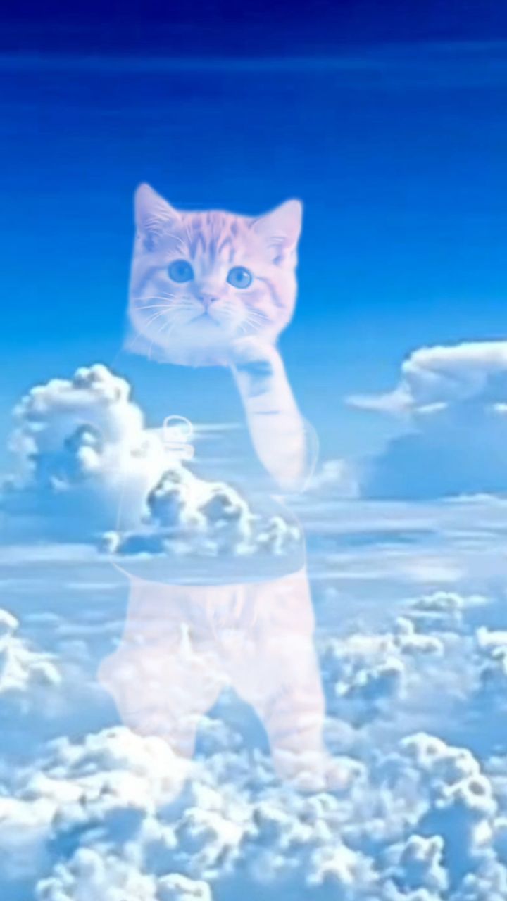 _master_ в LOOKY. . Небесный Кот.