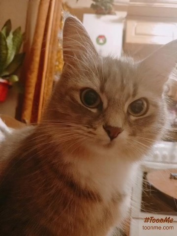 TolyaBis в LOOKY. . [#ilovemycat](ilovem...