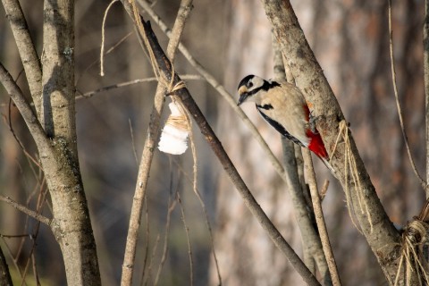 alx.a.lav в LOOKY. #пьицы,#дятел. [#birds ](birds) #пь...