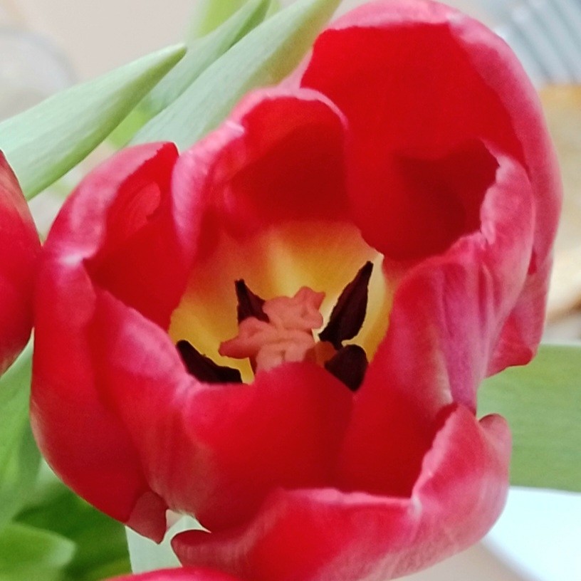 Ирис in LOOKY. . С весной 🌷🌷🌷