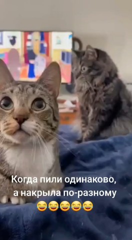 jvits2022 в LOOKY. . 