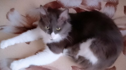 Кот эклер в LOOKY. . 