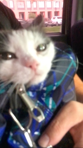 Looky_1691002664587 в LOOKY. . Моя булочка 😻 [#кис...