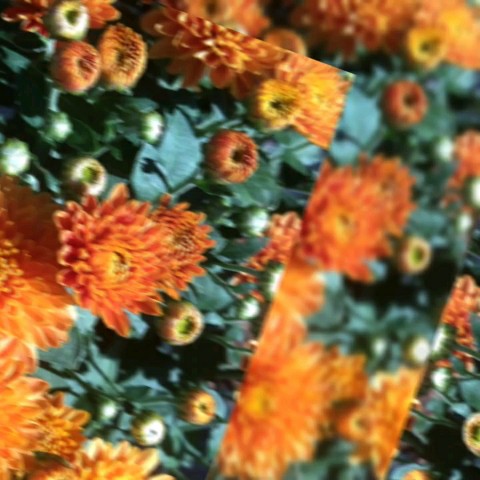 natali_multiflora в LOOKY. #красиваяосень. Стараются мои любимк...