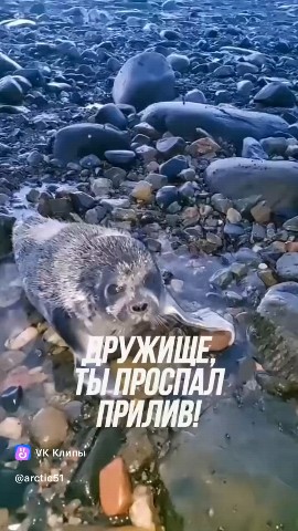 #Проспал #прилив [#лапатуля ](лапатуля)