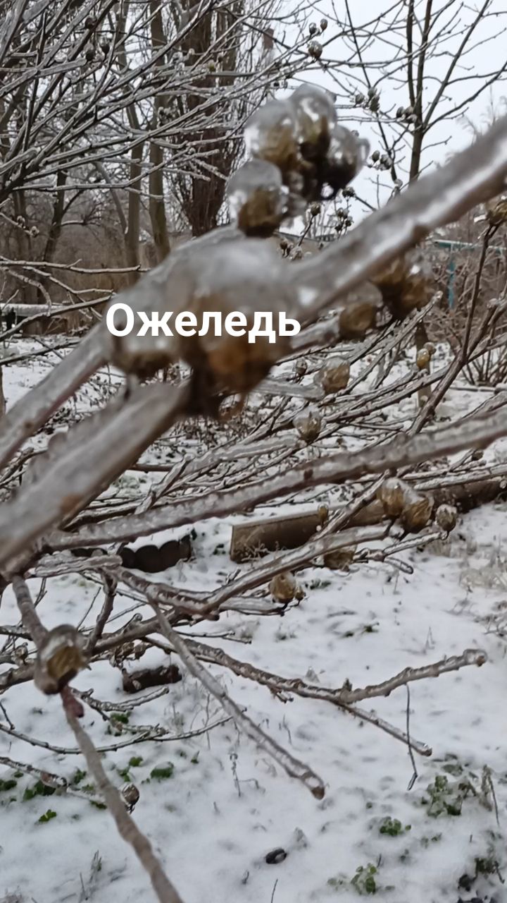 dendro_pro в LOOKY. . Ожеледь 
Может быть ...