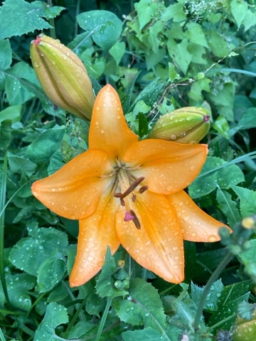 yuriy23 в LOOKY. #лилии,#лилия,#цветы,#цветок,#природа,#клумба,#flowers,#flower,#lilies,#nature,#park,#лето. Лилия     /     #лил...