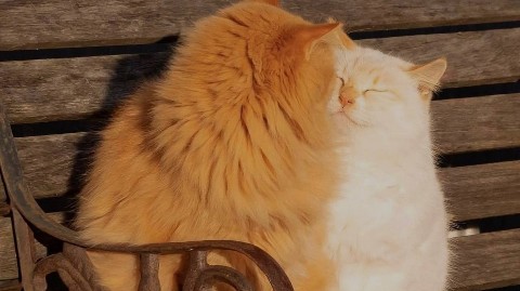 T_P_M в LOOKY. . Милые