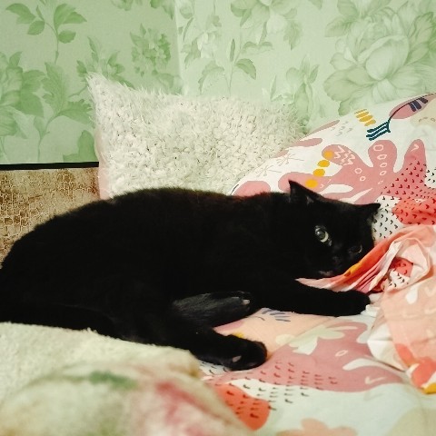 bysa_cats в LOOKY. #саратов,#ядома,#вечер,#новыйгод,#обнимашки,#вмиреживотных,#животные,#хвостик,#хвост,#киса,#киска,#кот,#кошка,#кошки,#котик,#котята,#хвостик,#лапки,#милота,#мимими,#мимимишность,#безкотажизньнета,#кот,#cat,#cats,#kitten,#kittycat,#meow,#NoFilter,#neko,#Repost,#blackcat,#cute,#weeklyfluff,#kitty,#kittens,#catlife,#catlover,#blackstarcat,#scottishfold,#pet,#bysa_cats,#catoftheday,#love,#photography,#Котикинаркотики,#безкотажизньнета,#золотойфонддрузей. 🐾🐾🐾🐾

#саратов #...