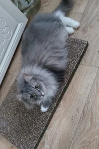 kogtedralka в LOOKY. #кошки,#котики,#котята,#прокошек,#когтеточки,#когтедралка,#двусторонняя_когтеточка,#рекомендации,#актуальное,#важно,#cats,#питомцы,#животные,#круто,#супер,#номер1,#чудо,#интересно,#красота,#сегодня,#счастье,#любовь,#лучшаякогтеточка,#топ. ✅️"Хорошая когтеточк...
