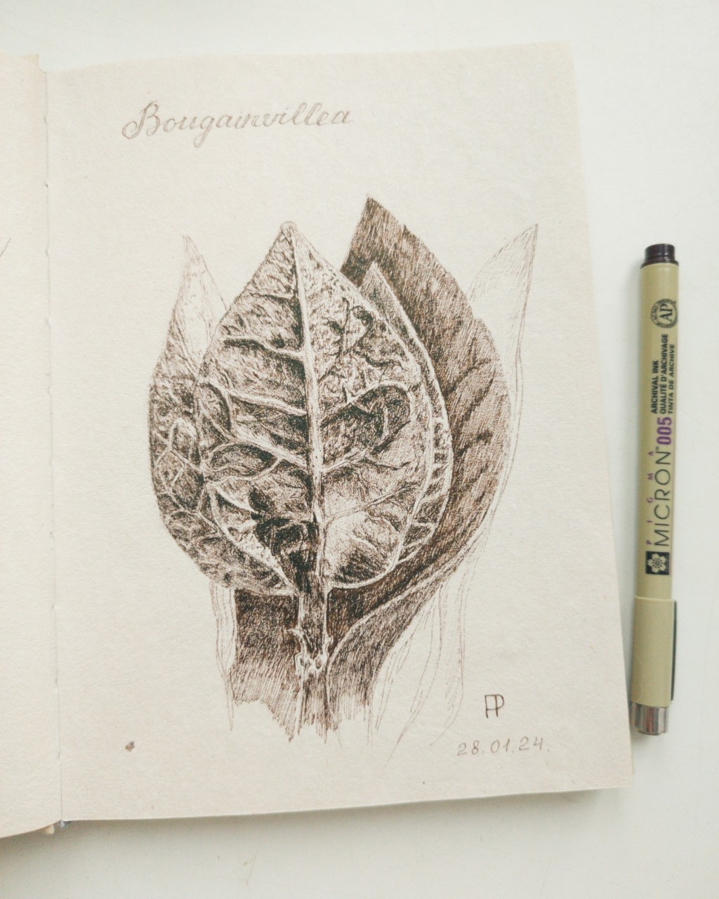 nataliprimakova в LOOKY — #графика
#ботаническая иллюстрация