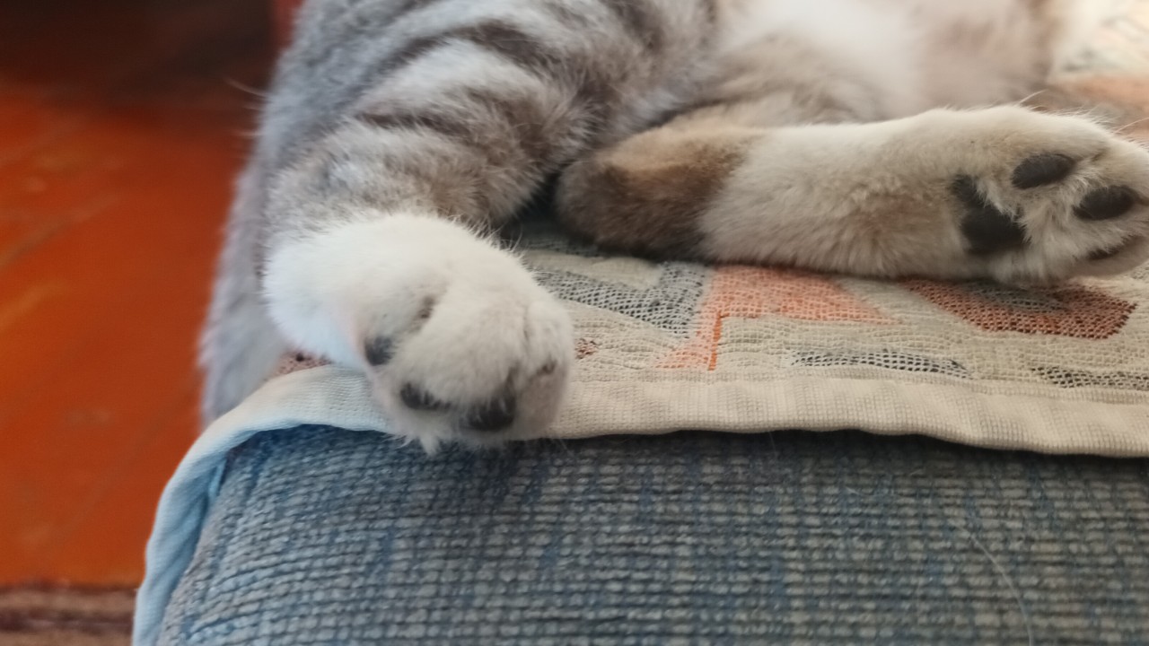 Моя " дачница" Пуська.#кот#котик#кошка#хвостатыйпитомец#хвостик#лапки