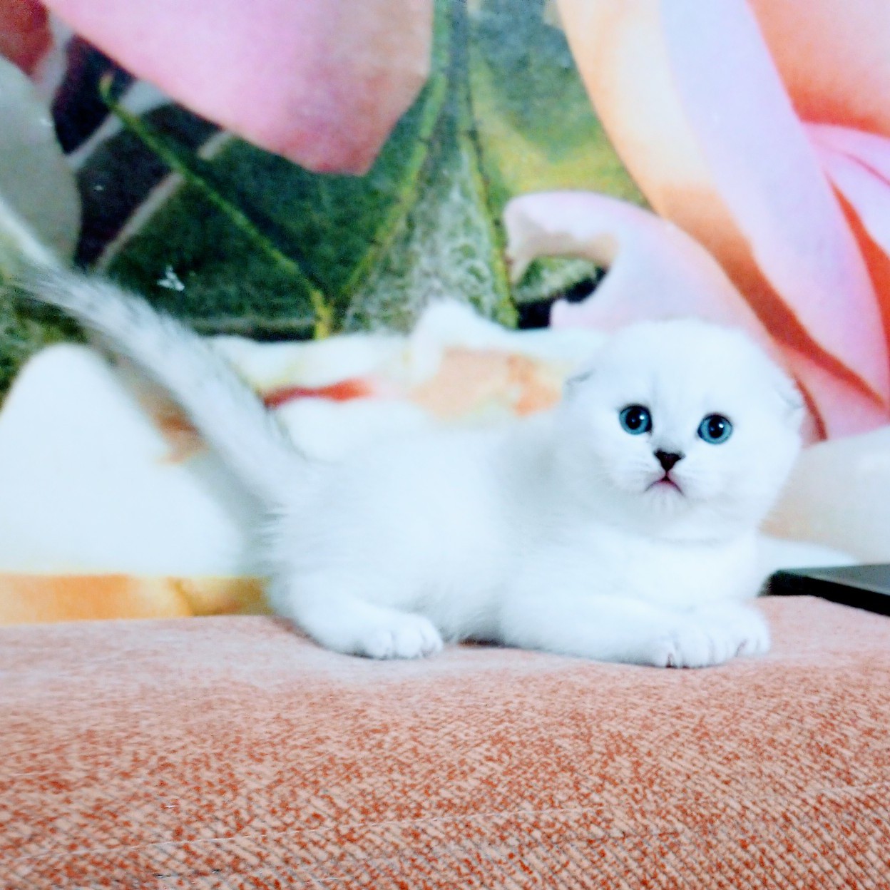 Шотландская вислоухая
[#серебристаяшиншилла ](серебристаяшиншилла)
#голубоглазаяшиншилла