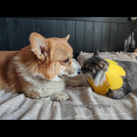 samson_and_barrymore.bobtails в LOOKY. . .
Сегодня очень-очен...