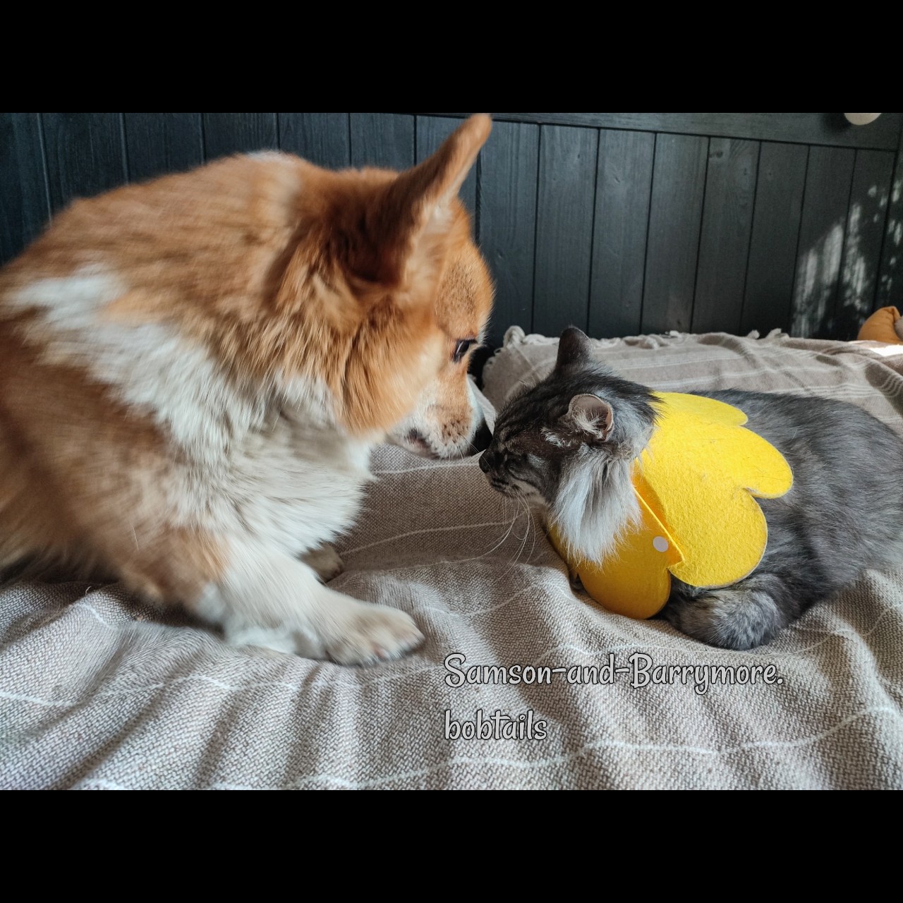 samson_and_barrymore.bobtails в LOOKY — фото 2