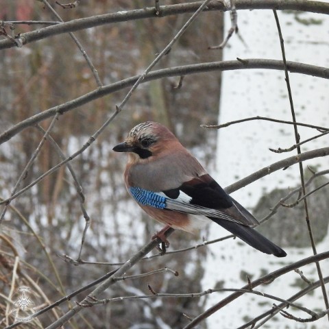dar7_27 в LOOKY. #птицы,#животные,#природа,#ДНР,#донбасс,#Donbass,#birds,#aves,#натурализм,#фотография. Сойка (Garrulus glan...