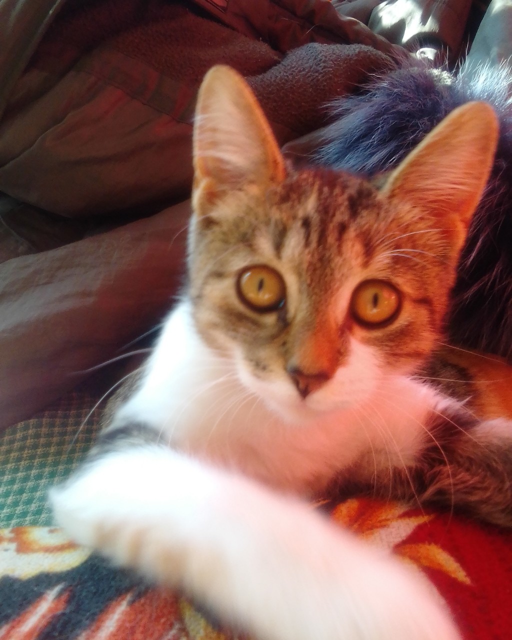 Looky_1696502336467 в LOOKY — Это возможно? 21 июля похоронила кота Гошу, через 9 дней наш